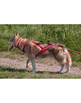 Laisse Canicross Élastique 2,5 m, Ligne de Trait (3RD-POLE)