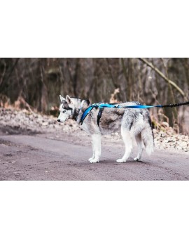 Harnais Sport Cross pour cani-jogging IQB