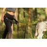 Laisse jogging amortisseur extensible 2m