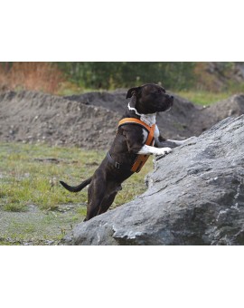 Harnais Sport Cross pour cani-jogging IQB