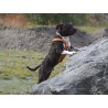 Harnais Sport Cross pour cani-jogging IQB