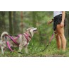 KIT LOISIR Mains Libres indispensable pour vous et votre chien:  - Ceinture+Laisse amortisseur Rouge: promenade, jogging