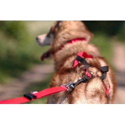 KIT LOISIR Mains Libres indispensable pour vous et votre chien:  - Ceinture+Laisse amortisseur Rouge: promenade, jogging