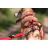 KIT LOISIR Mains Libres indispensable pour vous et votre chien:  - Ceinture+Laisse amortisseur Rouge: promenade, jogging