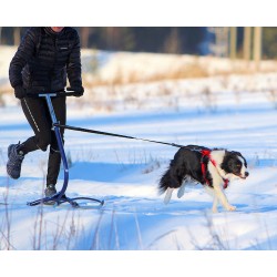 Icepeak Laisse chien mains libres, élastique, 110–144 cm, 2 mousquetons chromés, pour promenade et canicross loisirs
