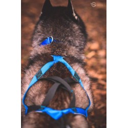 KIT CANICROSS: Ceinture Actifdog + Harnais X-Back Léger KIIR-O