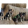 KIT CANICROSS: Ceinture Actifdog + Harnais X-Back Léger KIIR-O
