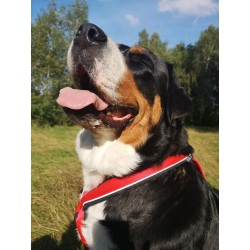 KIT CANICROSS: Ceinture Actifdog + Harnais X-Back Léger KIIR-O
