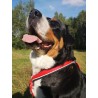 KIT CANICROSS: Ceinture Actifdog + Harnais X-Back Léger KIIR-O