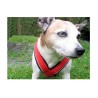 KIT CANICROSS: Ceinture Actifdog + Harnais X-Back Léger KIIR-O