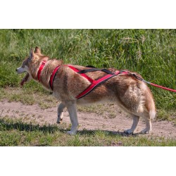 KIT CANICROSS: Ceinture Actifdog + Harnais X-Back Léger KIIR-O