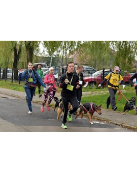 Ceinture ventrale Click&Run de promenade, jogging avec chien