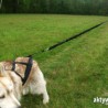 Laisse Canicross Élastique 2,5 m, Ligne de Trait (3RD-POLE)