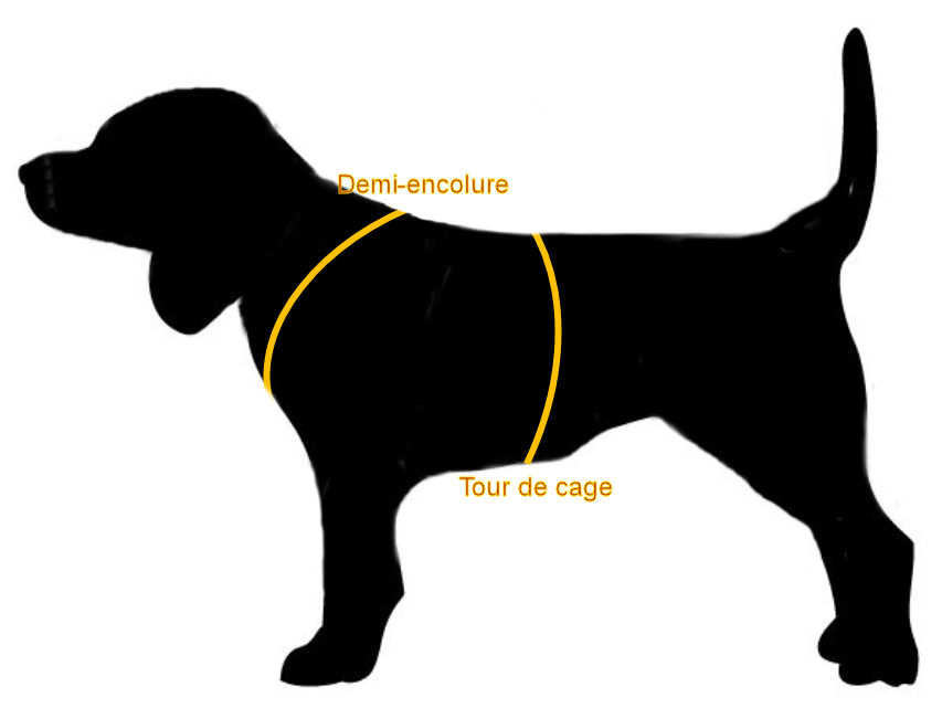 Comment mesurer un chien